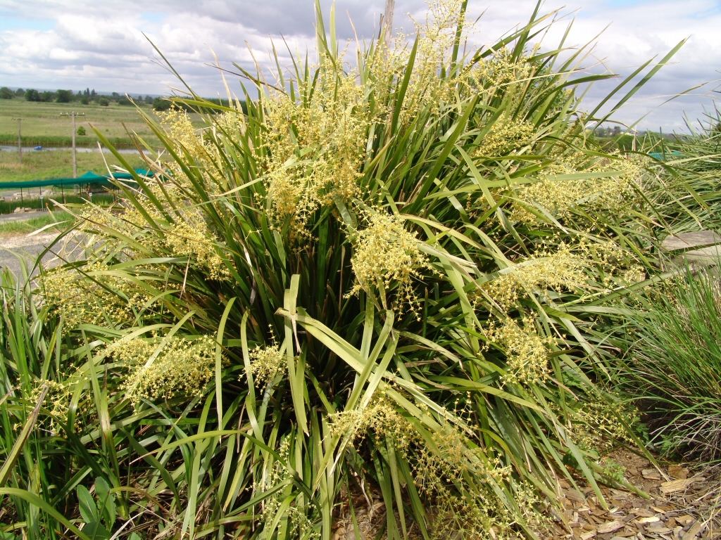 Lomandra hystrix ‘Katie Belles’ – Mat Rush
