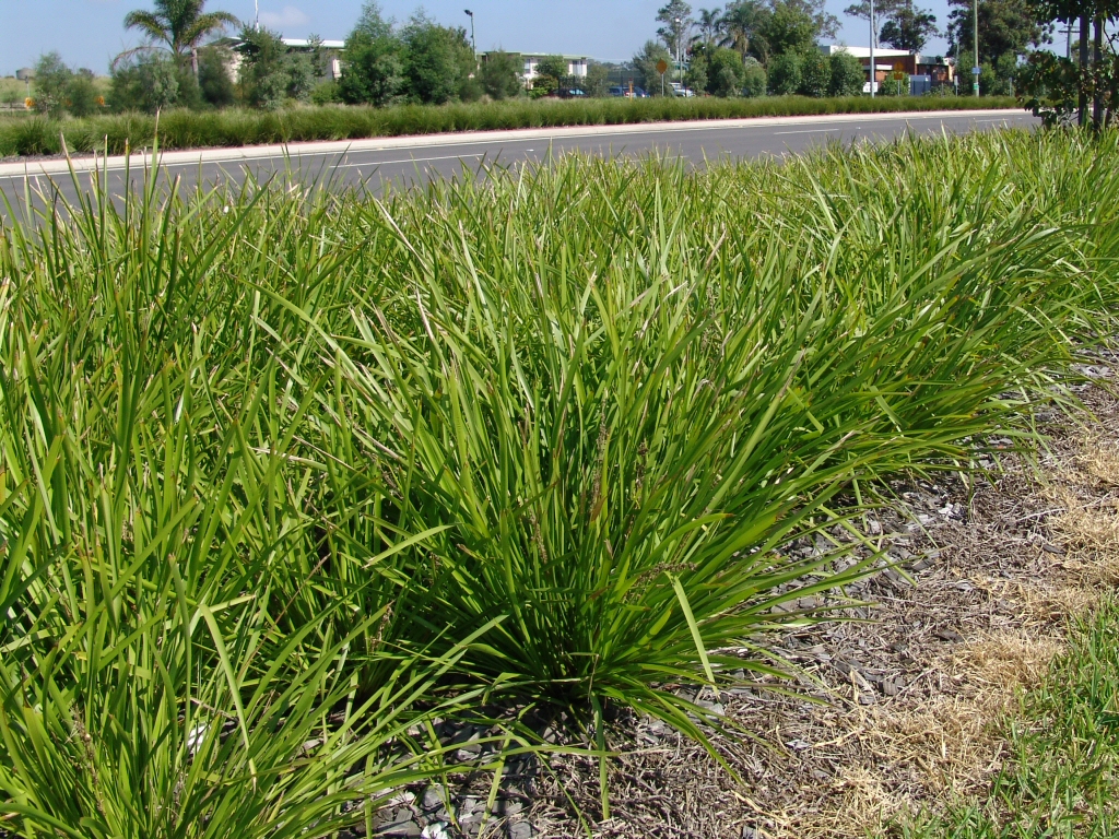 Lomandra longifolia ‘Katrinus’ – Mat Rush