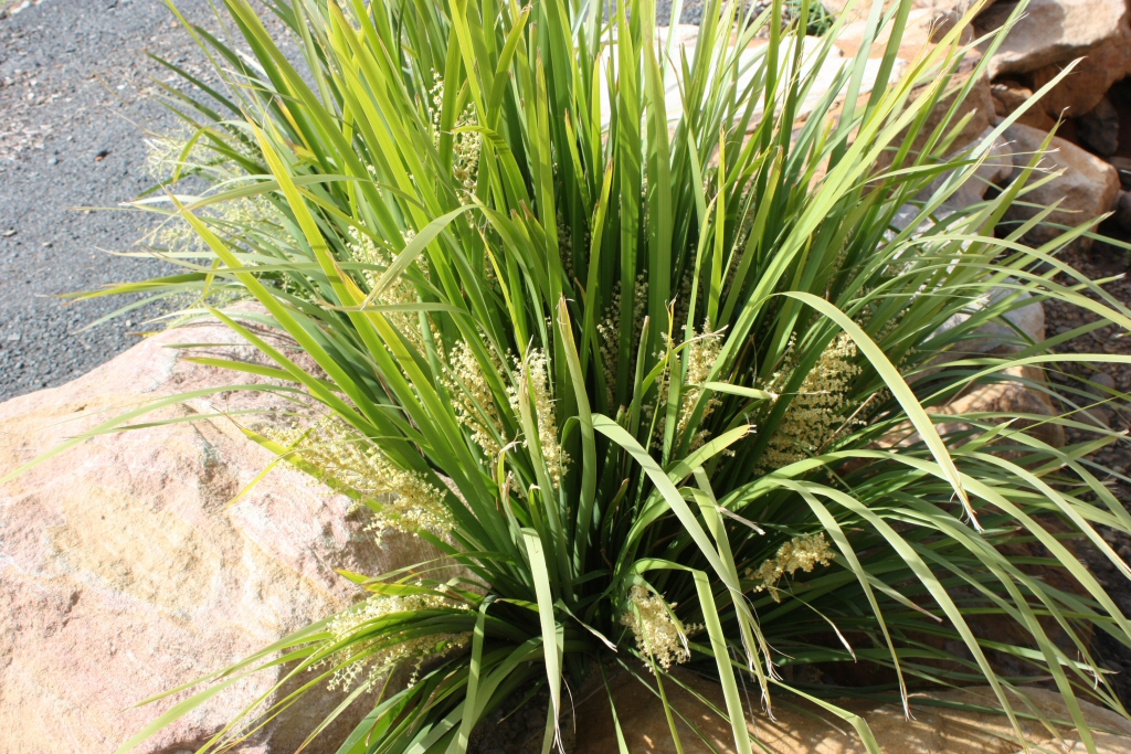 Lomandra hystrix ‘Tropic Belle’ Mat Rush