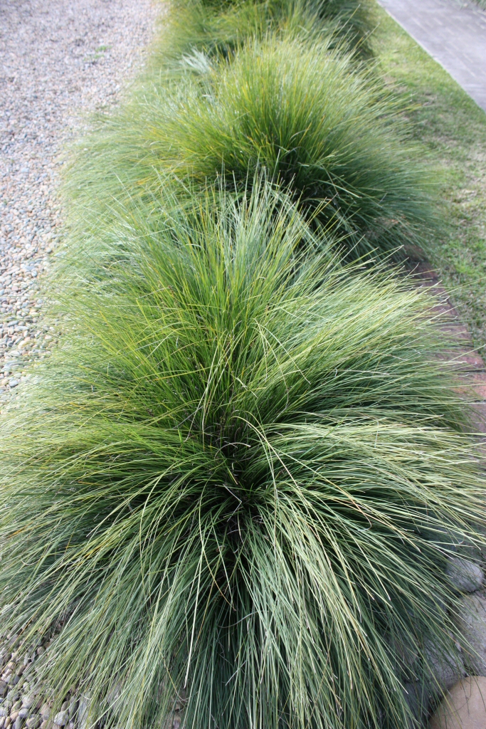 Lomandra confertifolia ‘Wingarra’ – Mat Rush