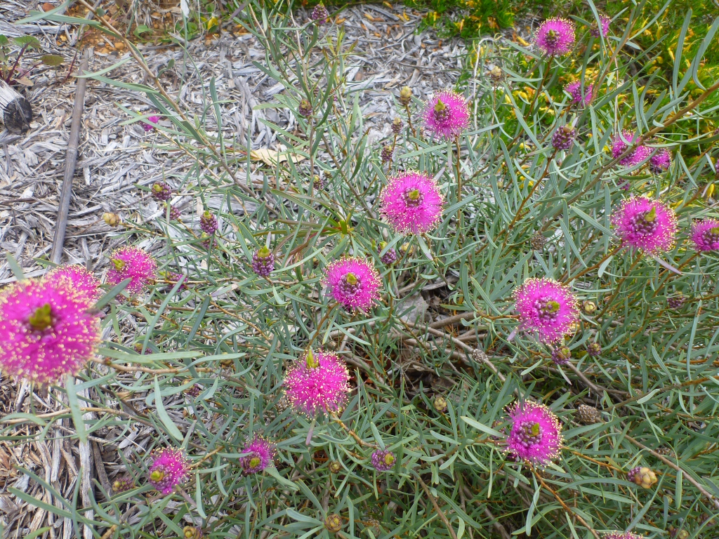 Melaleuca conothamnoides