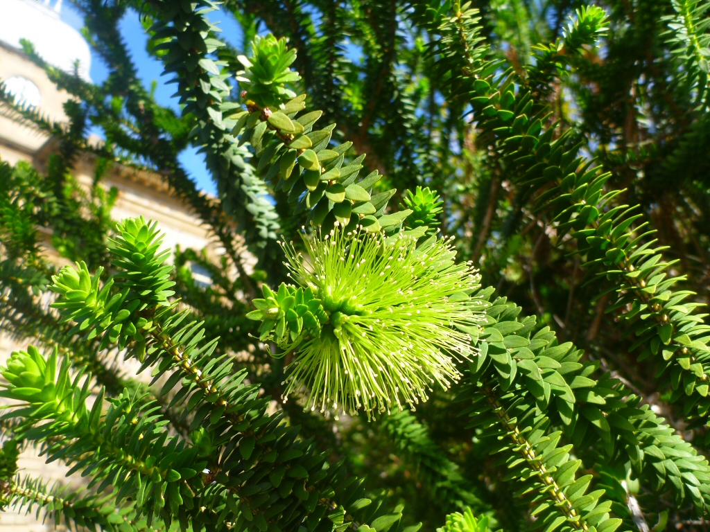 Melaleuca diosmifolia – Green Honey Myrtle
