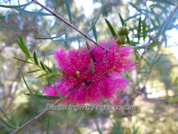 Melaleuca fulgens ‘Hot Pink’ – Honey Myrtle