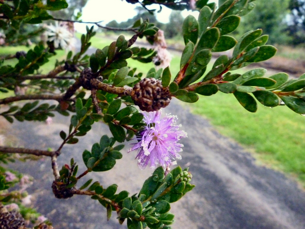 Melaleuca nesophila ‘Little Nessie’ – Honey Myrtle