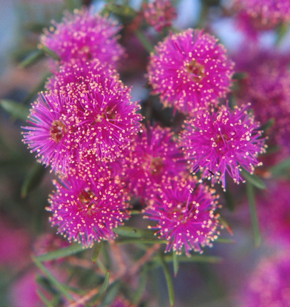 Melaleuca pentagona var latifolia ‘Little Penta’ – Honey Myrtle