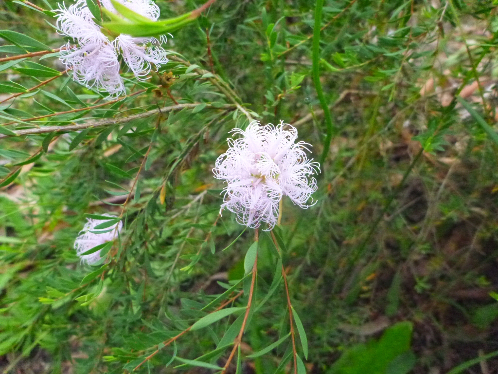 Melaleuca thymifolia ‘Pink Lace’ – Honey Myrtle