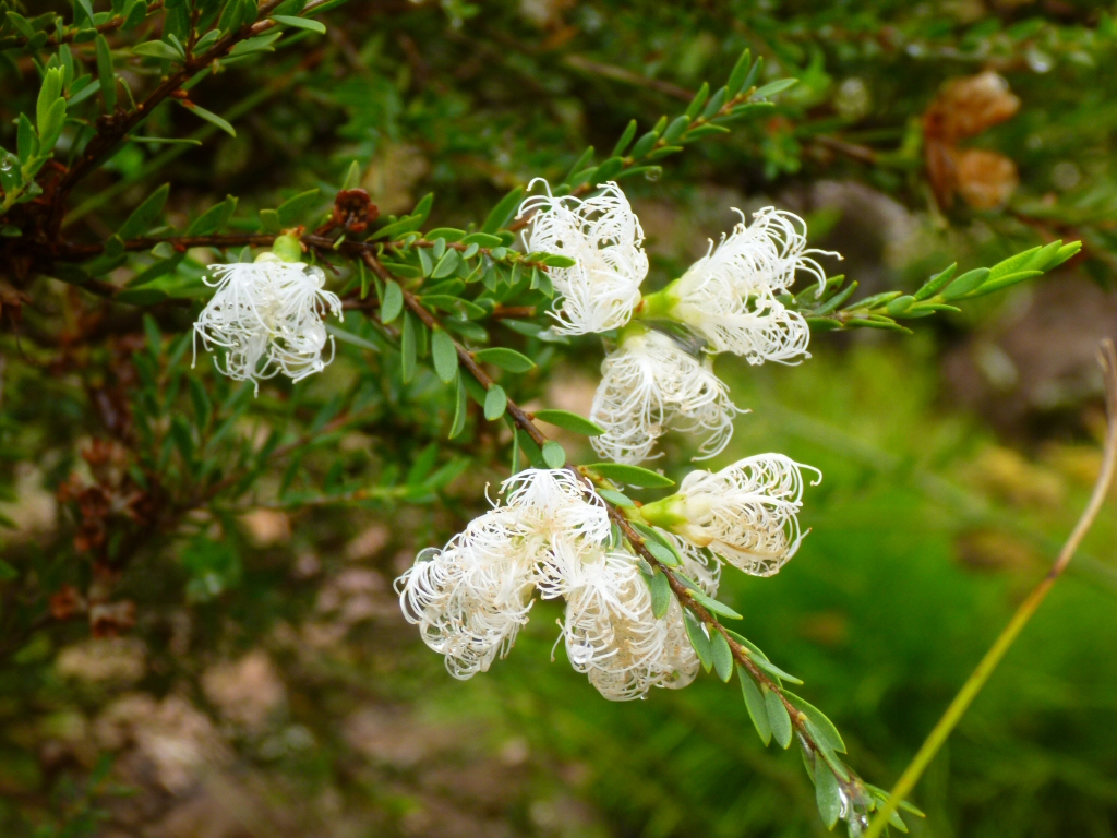 Melaleuca thymifolia ‘White Lace’ – Honey Myrtle