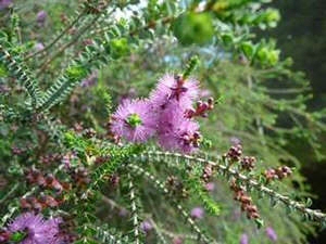 Melaleuca decussata ‘Dwarf’ – Paperbark