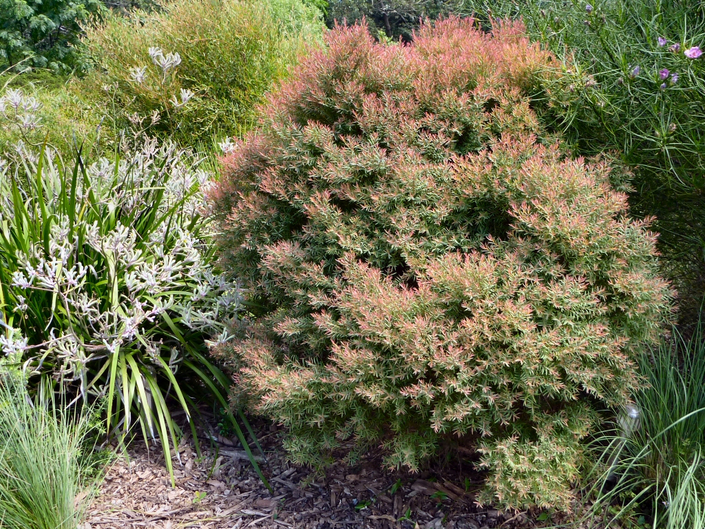 Melaleuca linariifolia ‘Little Red’ – Honey Myrtle