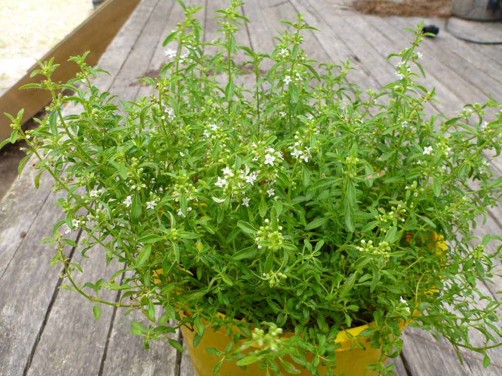 Mentha satureioides ‘Bush Mint’ – Native Pennyroyal