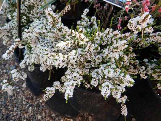 Micromyrtus ciliata ‘Prostrate form’ – Fringed Myrtle
