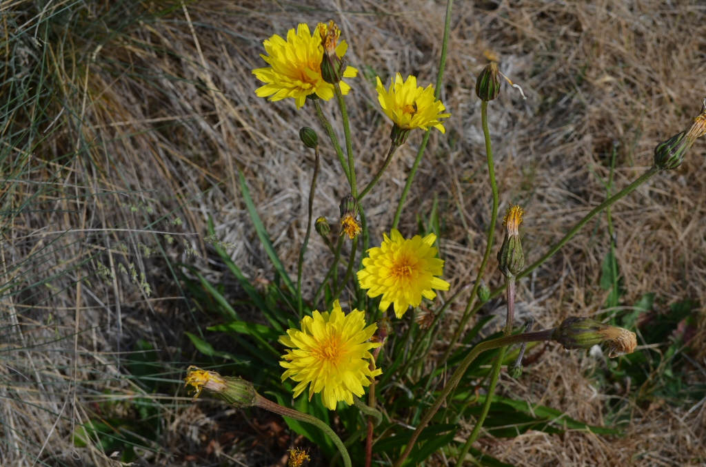 Microseris lanceolata – Yam Daisy
