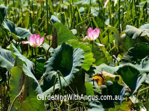 Nelumbo nucifera – Lotus