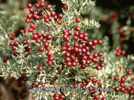 Nitraria billardierei – Nitre Bush