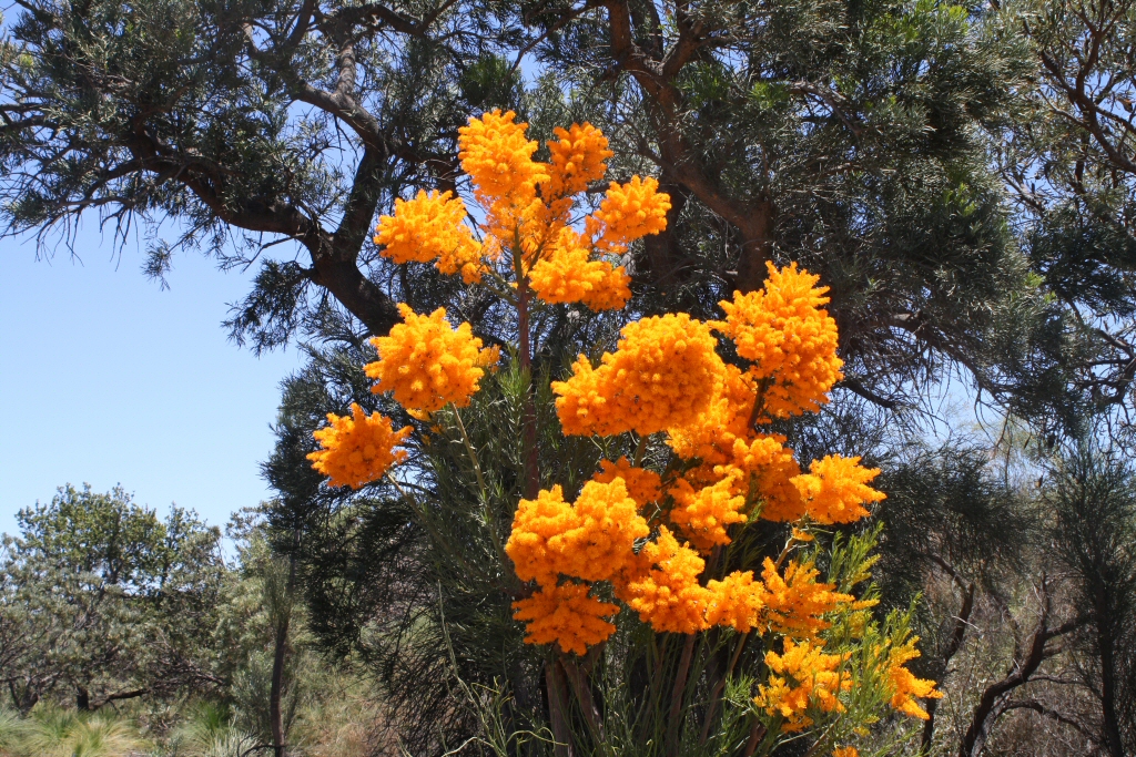 Nuytsia floribunda – Western Australian Christmas Tree