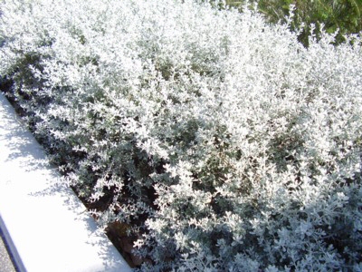 Angus’s Top Ten Australian Plants For Very Sandy Soils