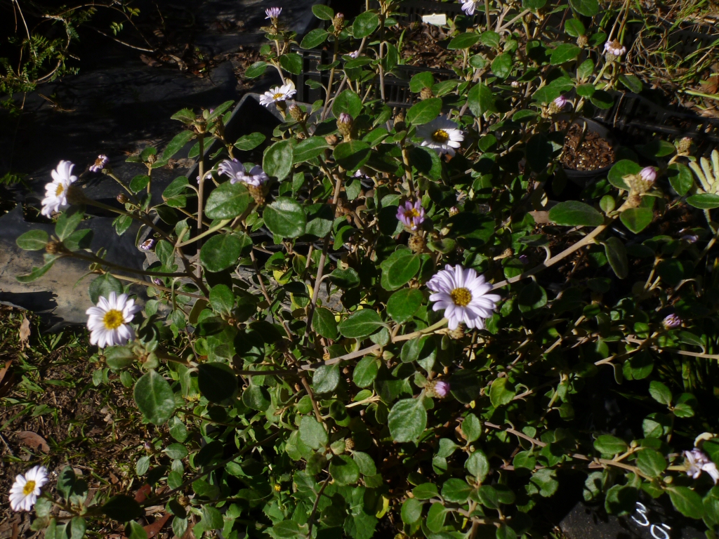 Olearia tomentosa ‘Mauve Magic’ – Toothed Daisy Bush