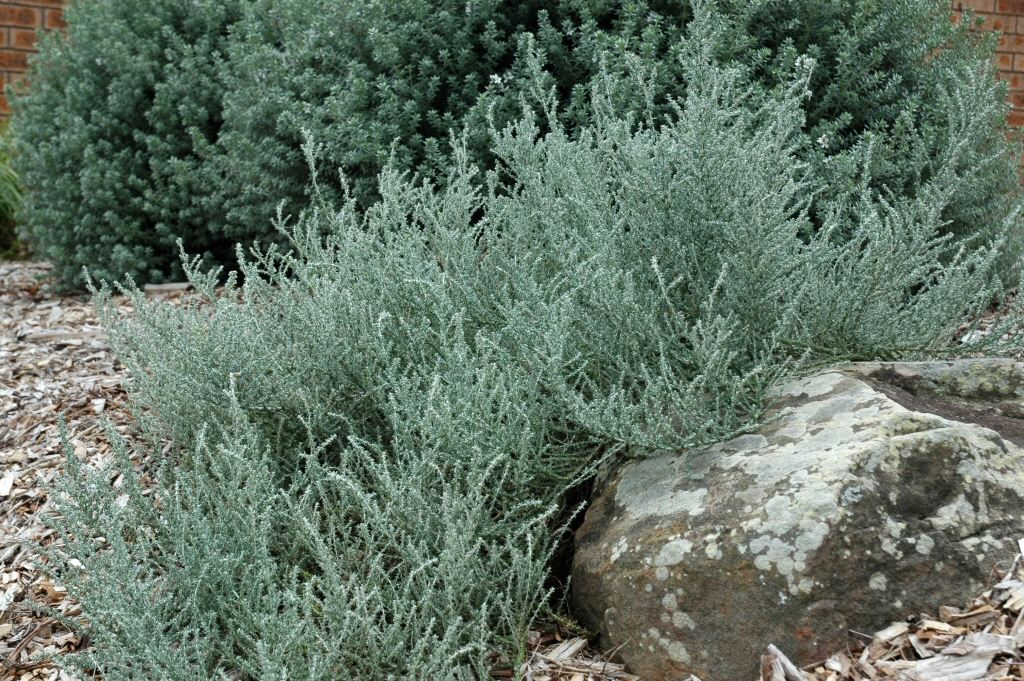 Olearia languinosa ‘Ghost Town’ – Daisy-bush
