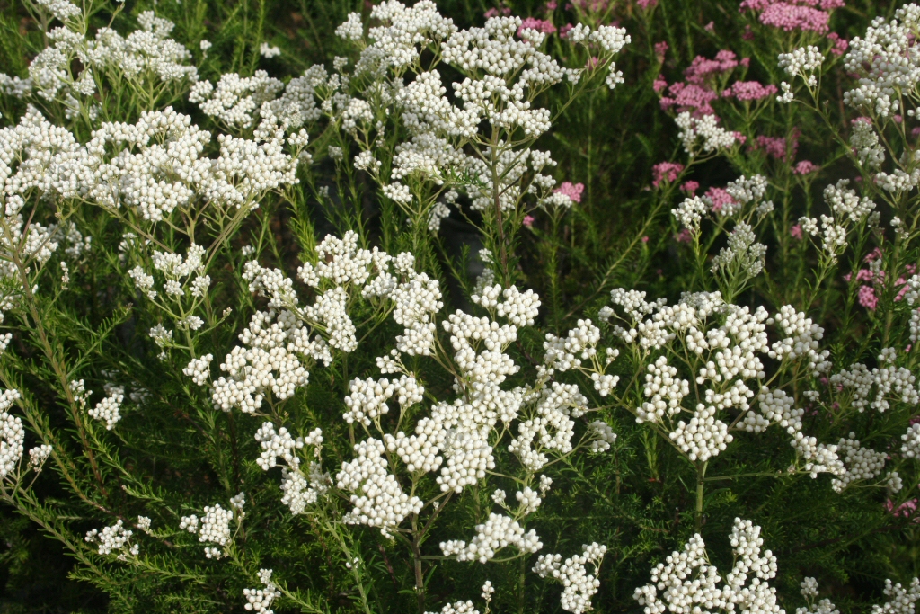 Ozothamnus diosmofolius ‘Springtime White’ – Rice Flower