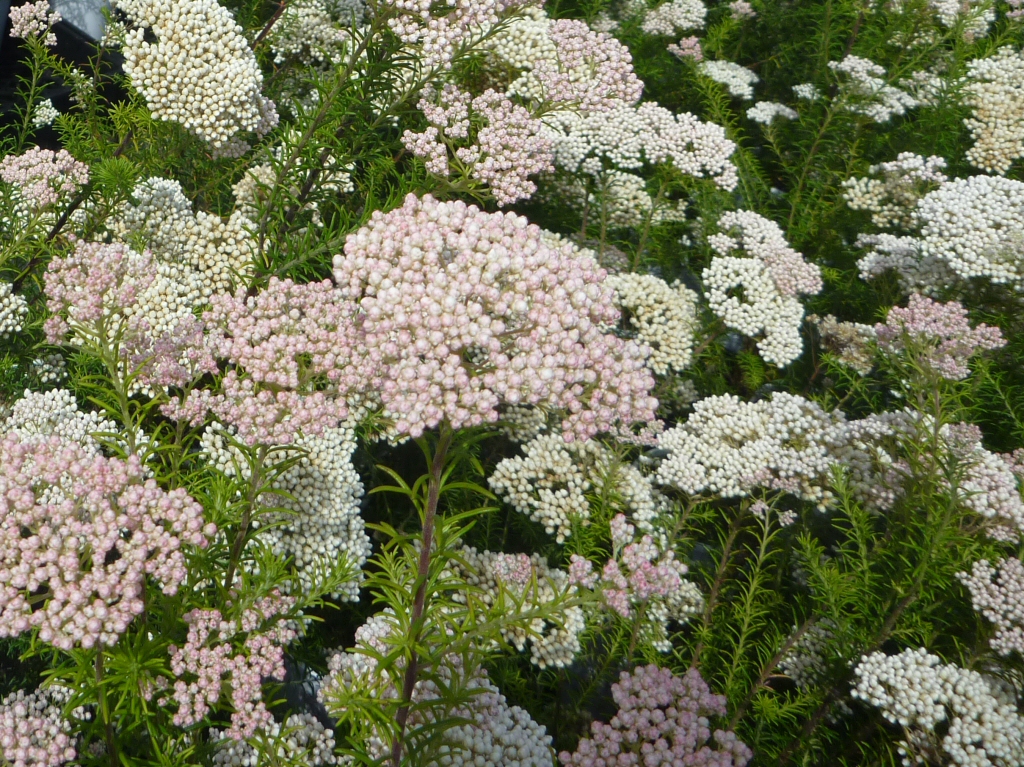 Ozothamnus diosmifolius ‘Winter White’ – Rice Flower