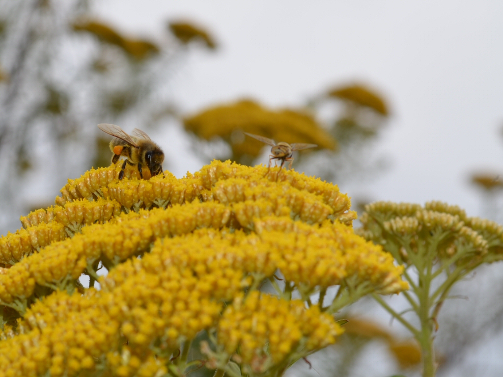Ozothamnus diotophyllus ‘Gold Dust’ – Rice Flower