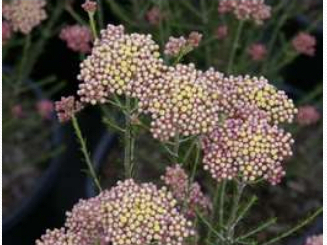 Ozothamnus hybrid ‘Colour Surprise’ – Rice Flower