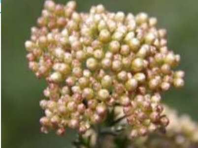 Ozothamnus hybrid ‘Magic Marmalade’ – Rice Flower