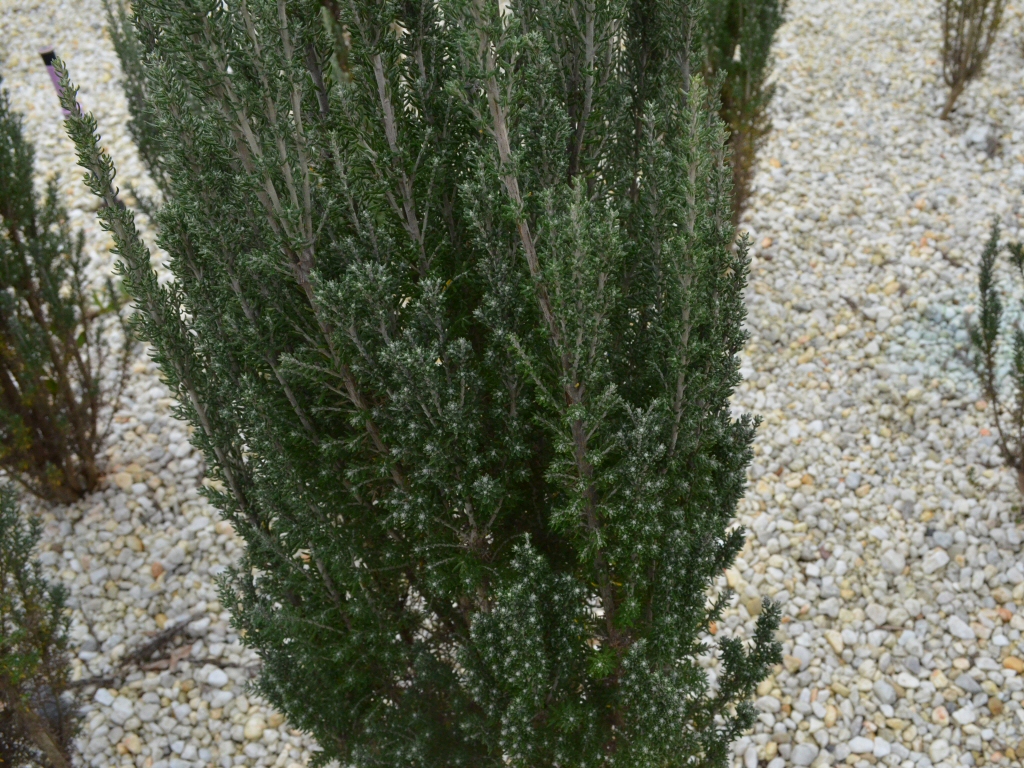 Ozothamnus rosmarinifolius ‘Silver Jubilee’ – Rice Flower