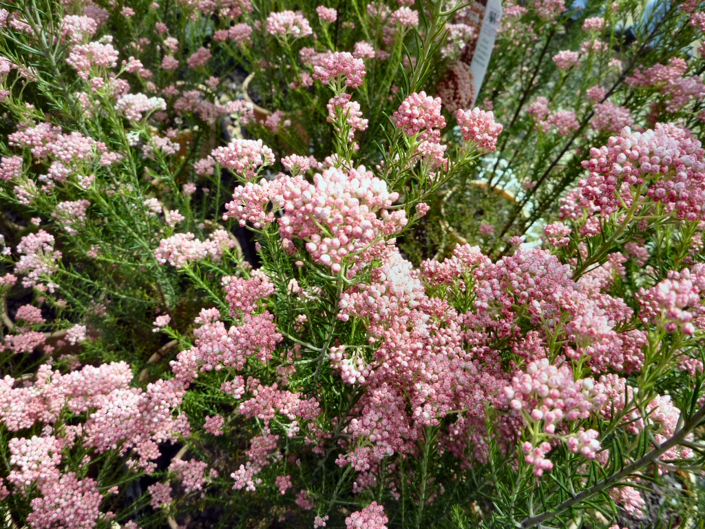 Ozothamnus diosmifolius ‘Coral Flush’ – Rice Flower