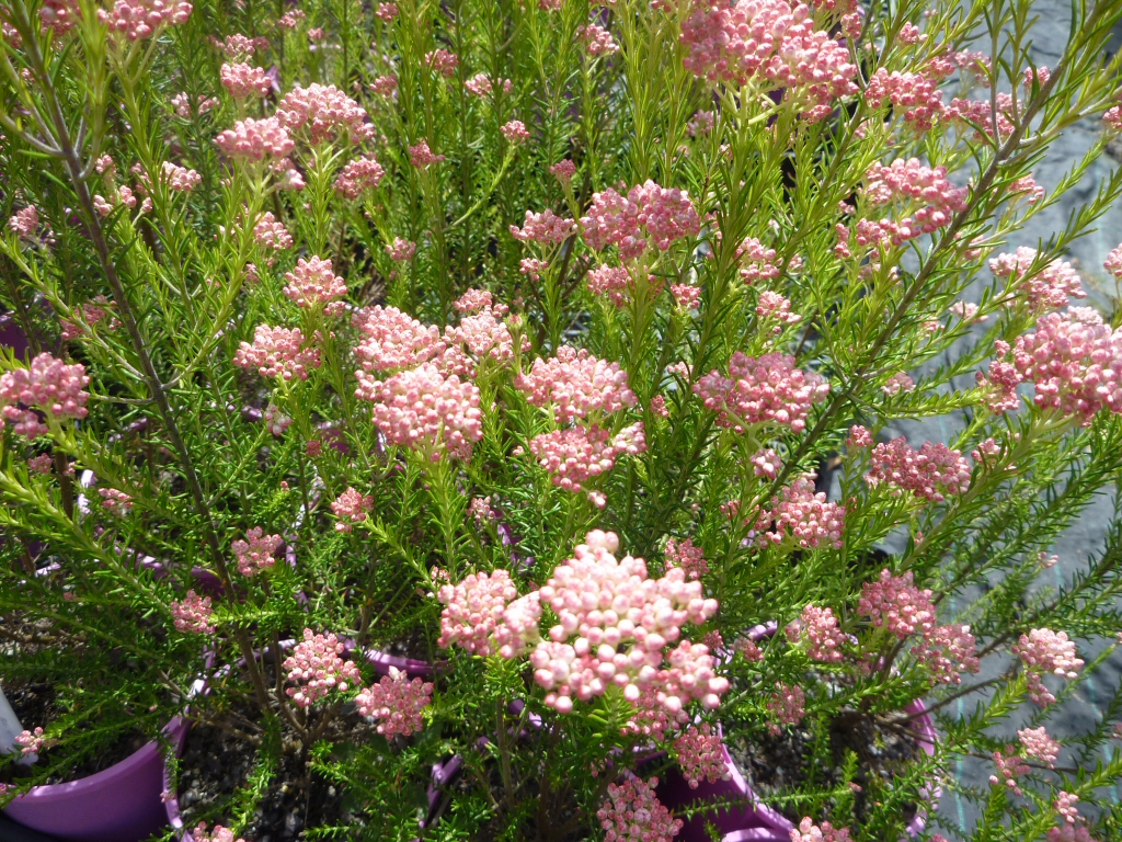 Ozothamnus diosmifolius ‘Just Blush’ – Rice Flower