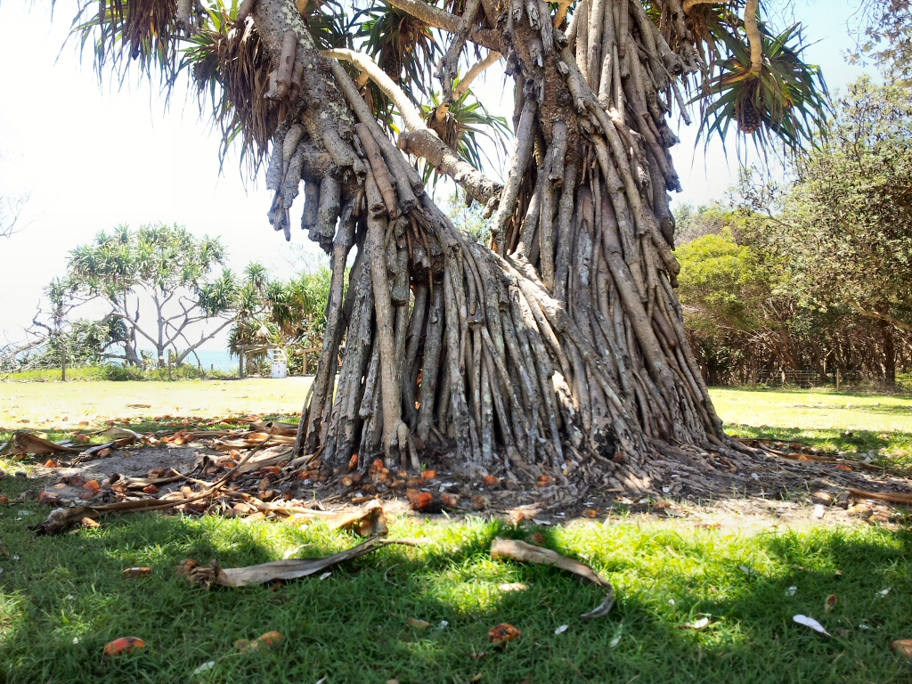 Pandanus tectorius – Screw Pine