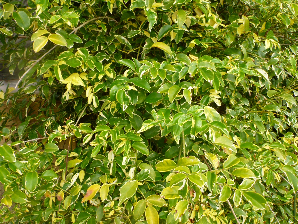 Pandorea jasminoides ‘Charisma’
