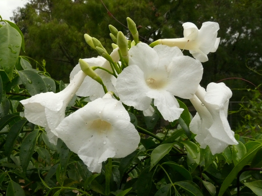 Pandorea jasminoides ‘Lady Di’
