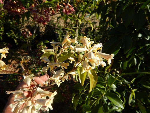 Pandorea pandorana ‘Lemon Glitters’ – Wonga Wonga Vine