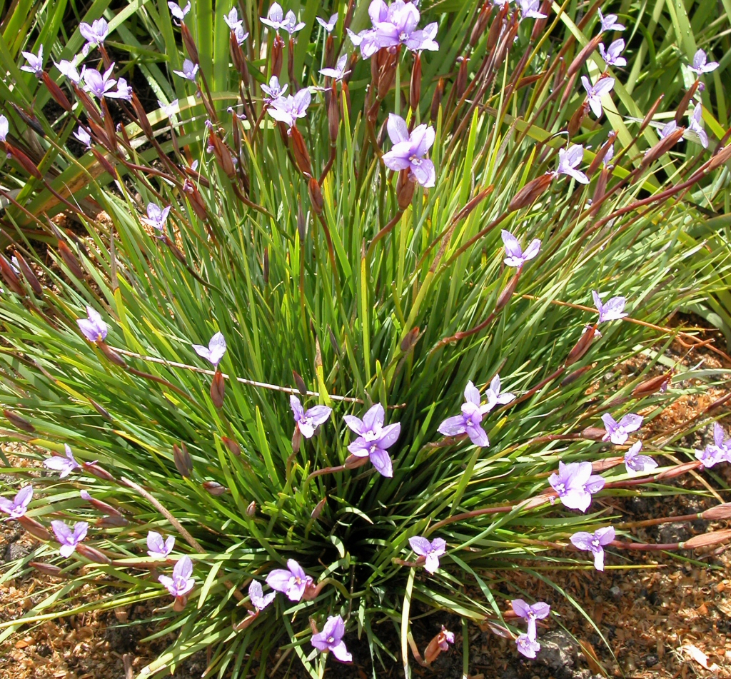 Patersonia occidentalis ‘Little Pat’ – Native Iris