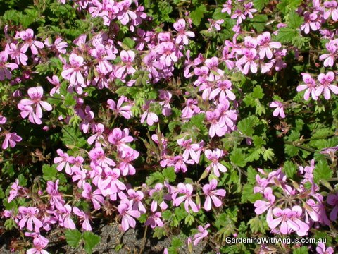Pelargonium ‘Applause’ – Native Geranium