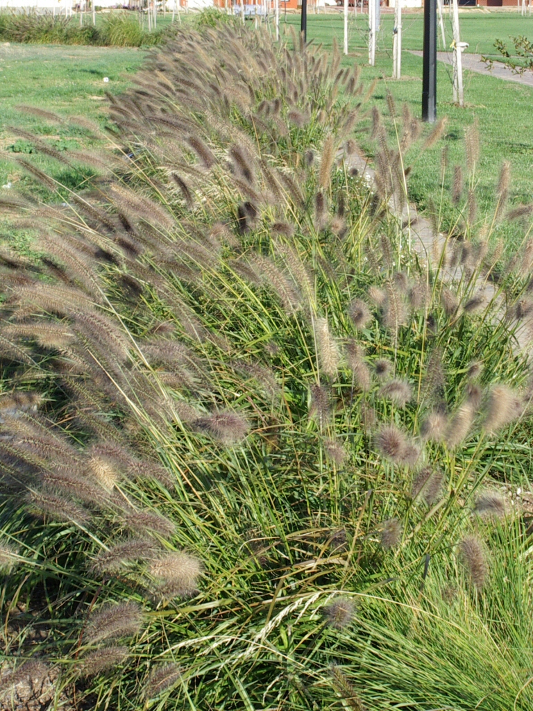 Pennisetum alopecuroides ‘Black Lea’ – Swamp Foxtail Grass