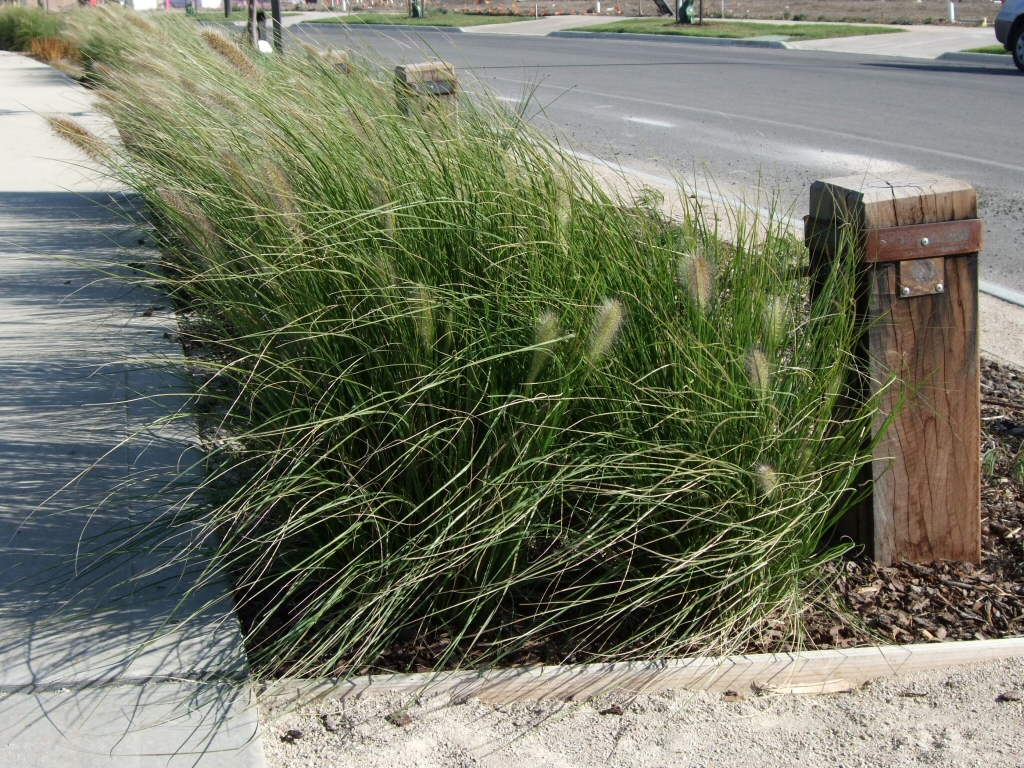 Pennisetum alopecuroides ‘Nafray’ Swamp – Foxtail Grass