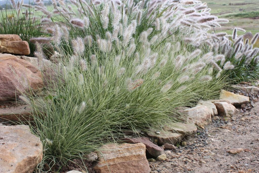 Pennisetum alopecuroides ‘Pennstripe’ – Swamp Foxtail Grass