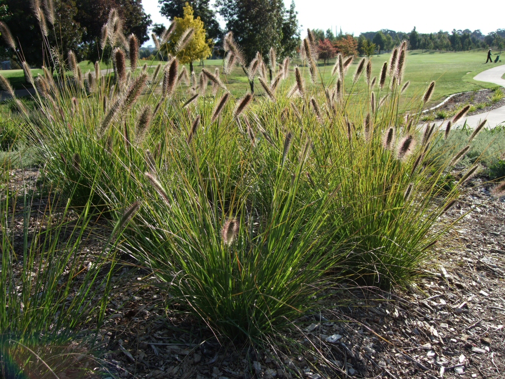 Pennisetum alopecuroides ‘Purple Lea’ – Swamp Foxtail Grass
