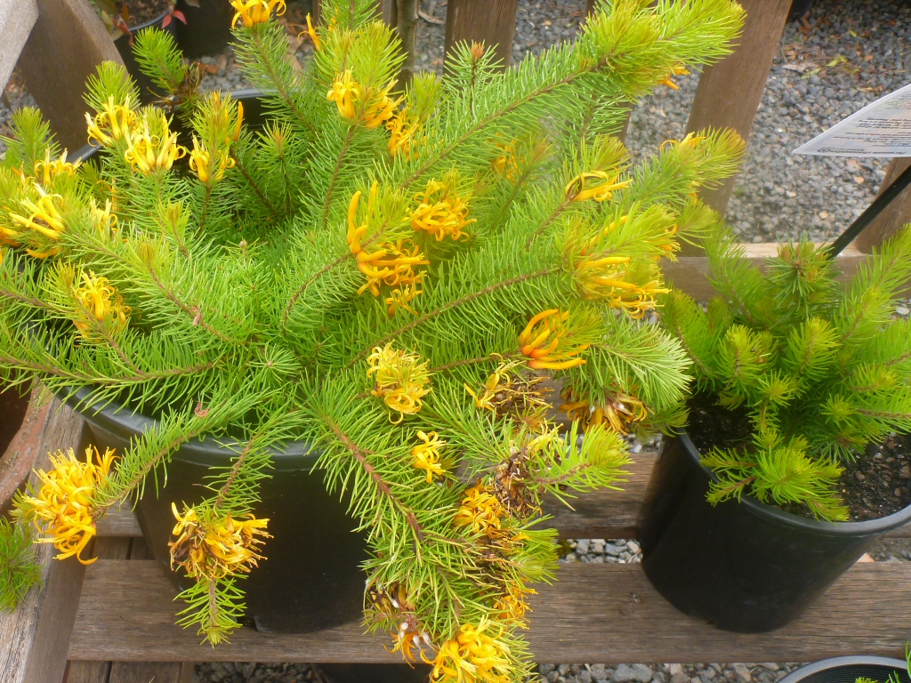 Persoonia chamaepitys – Mountain Geebung