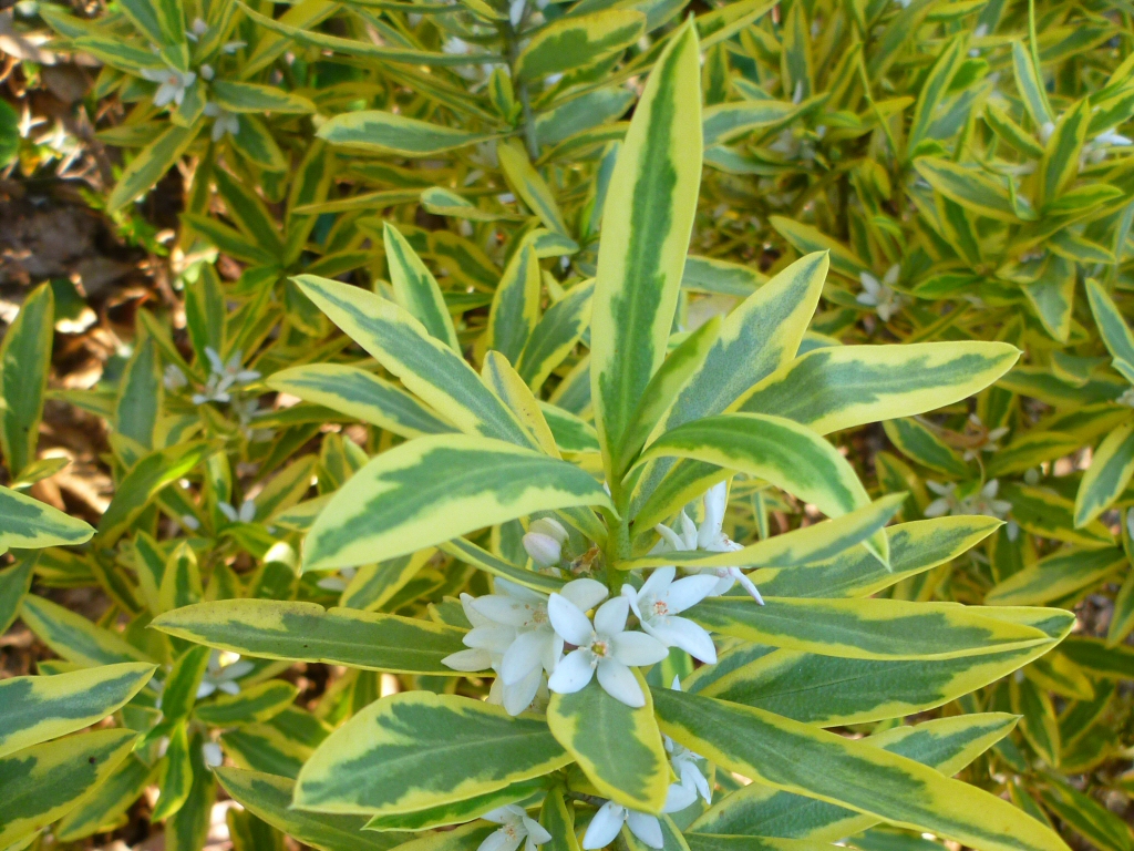 Philotheca myoporoides ‘Moon Shadow’ – Wax Flower