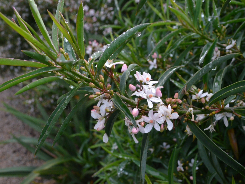 Philotheca myoporoides ‘Top Cut’ – Wax Flower