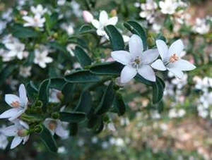 Philotheca ‘Flower Girl’ – Wax Flower