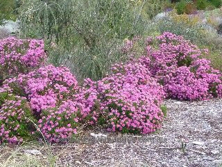 Pimelea ferruginea ‘Magenta Mist’ – Rice Flower