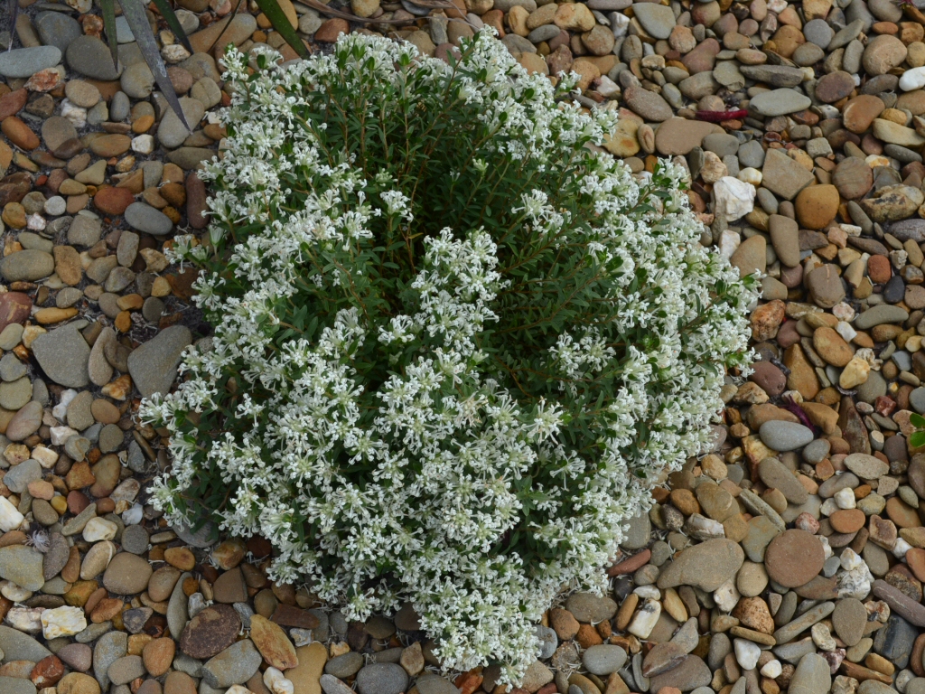 Pimelea humilis – Dwarf Rice Flower