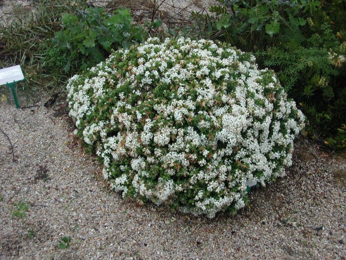 Pimelea ‘White Jewel’ – Rice Flower