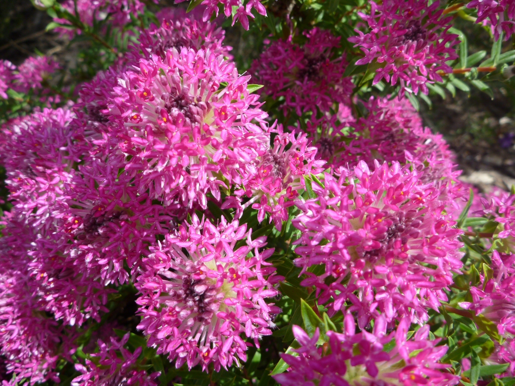 Pimelea rosea ‘Deep Dream’ – Rice Flower