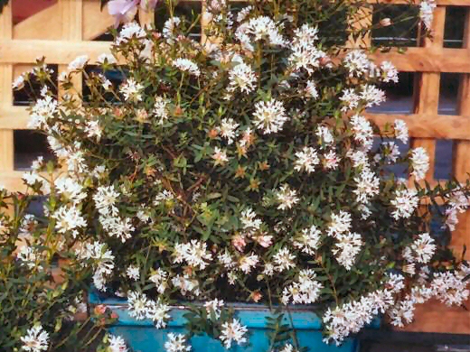 Pimelea sylvestris ‘Edna Walling Rice Flower’ – Rice Flower