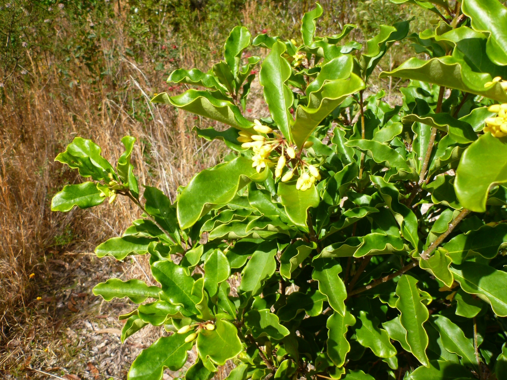 Angus’s Top Ten Australian Plants For Perfume And Scent